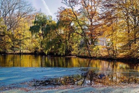 Trees in autumn colors on Sandbrack, a lake in the Kirchwerder district of Hamburg. FÃ¼nfhausen,