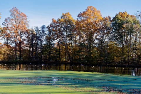 Autumn colors and algae on Sandbrack, a lake in the Kirchwerder district of Hamburg. FÃ¼nfhausen,
