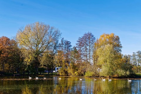 Swans on the Sandbrack, a lake in the Kirchwerder district of Hamburg, in front of colorful autumn