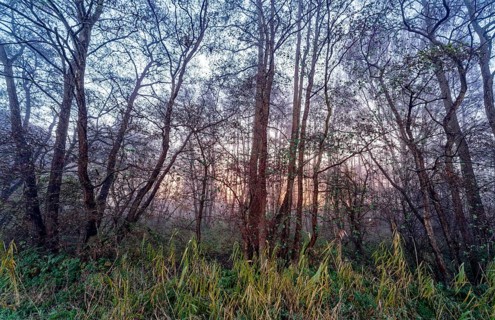 Wintery forest in the Lower Warwischer Wasserweg wetland in Hamburg's Vier- und Marschlanden.