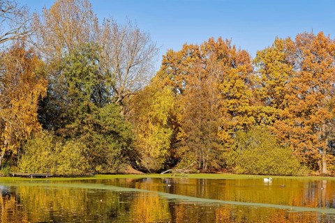The Sandbrack, a lake in the Kirchwerder district of Hamburg, in front of colorful autumn trees.