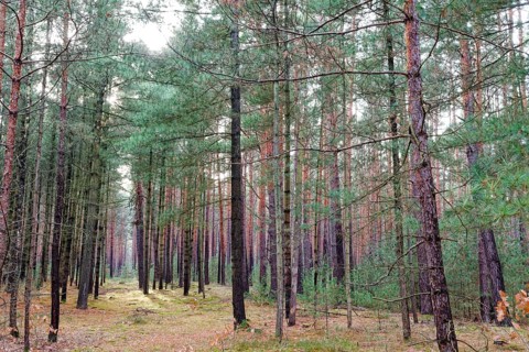 Coniferous forest, tall pine trees, in the Dahme-Heideseen nature park Park, also Dahmeland. A