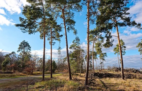 Pines in the countryside of GroÃŸ LÃ¼bbenau in the Oberspreewad-Lausitz district, UNESCO Spreewald
