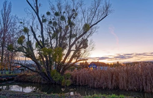 Mistletoe on a tree in front of the evening sky at Berste near Kreblitz in the Dahme-Spreewald