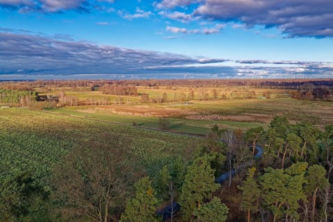 Pines in the countryside of GroÃŸ LÃ¼bbenau in the Oberspreewad-Lausitz district, UNESCO Spreewald