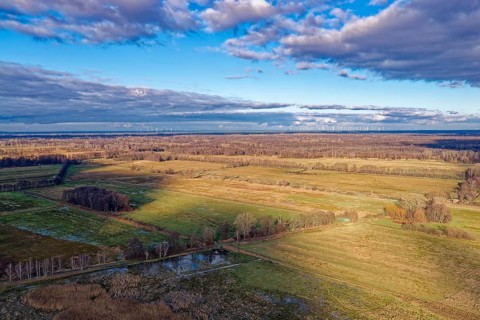 Forest and meadow landscape of GroÃŸ LÃ¼bbenau in the Oberspreewad-Lausitz district, UNESCO
