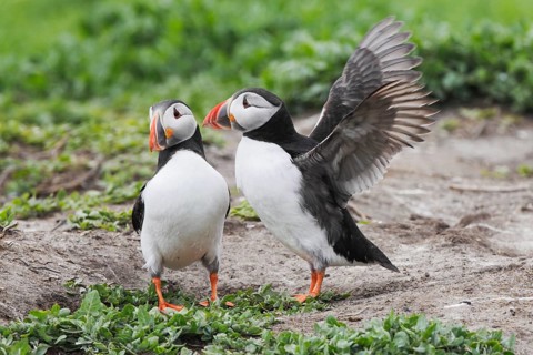 Puffin, Fratercula arctica, Atlantic puffin