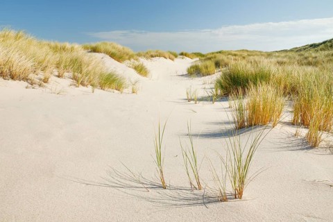 Sand dunes on the elbow on the island of Sylt, Germany