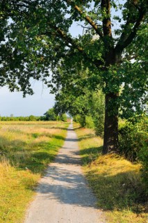 Tree-lined dirt road amidst blooming southern heath, Lower Saxony, Germany