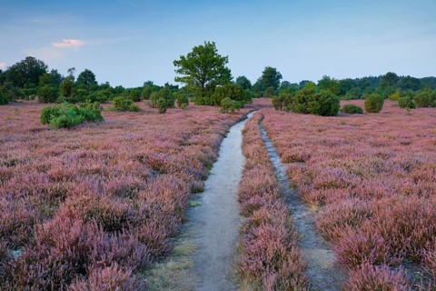 Tangled dirt road in the middle of blooming southern heath, Lower Saxony, Germany