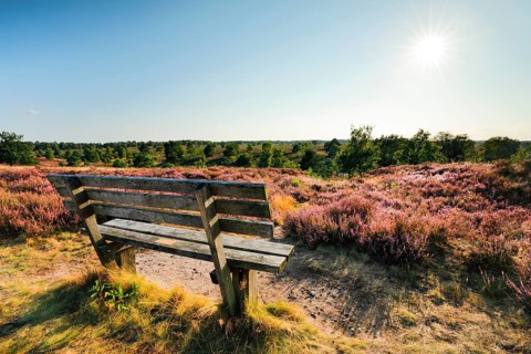 Idyllic wooden bench in the midst of the blooming LÃ¼neburger Heide, Osterheide near