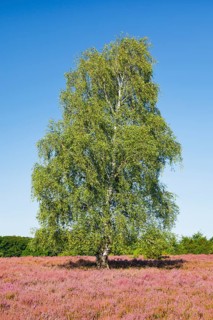 Large birch tree in the blooming LÃ¼neburg Heath, Lower Saxony, Germany