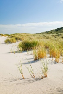 Sand dunes on the elbow on the island of Sylt, Germany