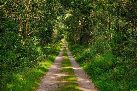 Dirt road leads through dreamy forest in the LÃ¼neburger Heide nature park Park, Lower Saxony,