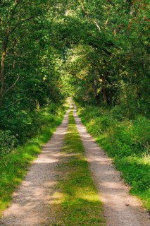 Dirt road leads through dreamy forest in the LÃ¼neburger Heide nature park Park, Lower Saxony,