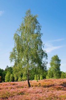 Birch trees in the blooming LÃ¼neburg Heath, Lower Saxony, Germany