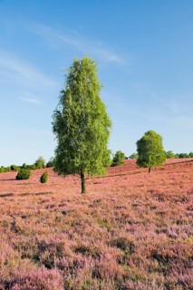 Free-standing birch trees in the blooming LÃ¼neburger Heide near Oberhaverbeck, Lower Saxony,