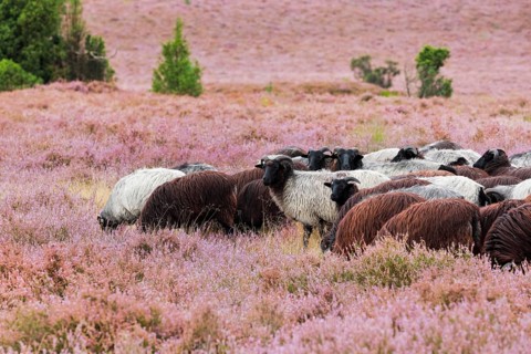 Heidschnucken eating in the midst of the blooming LÃ¼neburger Heide, Lower Saxony, Germany