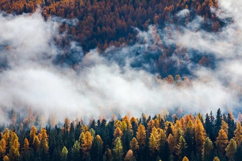 Coniferous forest with larch and spruce trees crossed by clouds of fog, Engadin, Canton of