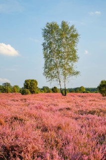 Birches and junipers in the blooming southern heath near Schmarbeck, Lower Saxony, Germany