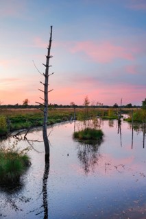 Dead wood spikes in moor water, Seelein in Pitzmoor, LÃ¼neburger Heide nature park Park near