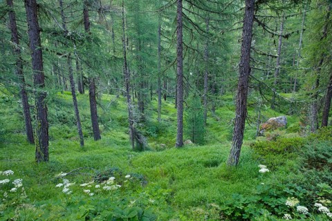 Lichen-covered larch forest in Val d'Hérens, Canton of Valais, Switzerland
