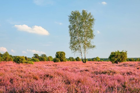 Birches and junipers in the blooming southern heath near Schmarbeck, Lower Saxony, Germany