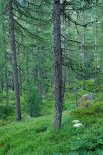 Lichen-covered larch forest in Val d'Hérens, Canton of Valais, Switzerland