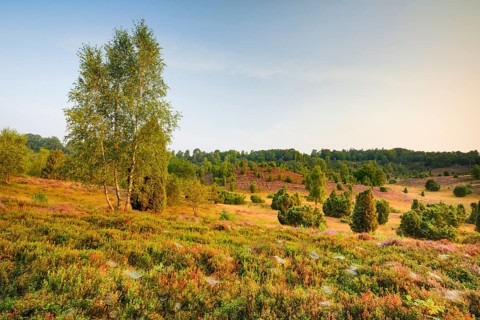 Trees and blooming heath at Totengrund in the LÃ¼neburger Heide nature park Park, Lower Saxony,