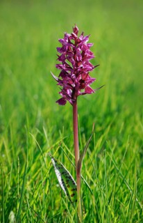 Blooming spotted orchid, Swiss Alps