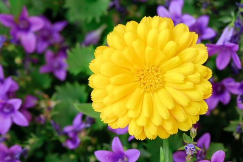 Marigold, Calendula officinalis, Switzerland
