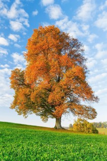 Lime tree, Zurich Oberland, Switzerland