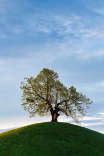 Old gnarled lime tree on hill dome in the last evening light, Canton of Zug, Switzerland