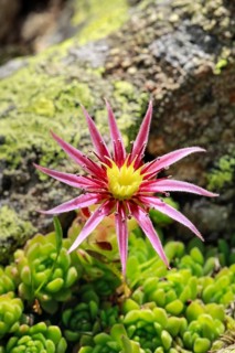 Blooming mountain houseleek