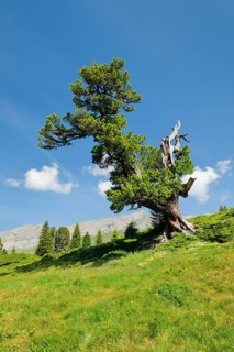 Old pine on Engstlenalp in Gental, Canton of Bern, Switzerland