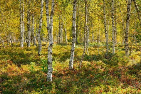Birch forest and blueberry bushes in backlight, near Les Ponts-de-Martel in the canton of