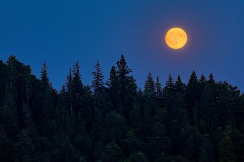 Full moon rise over forest in summer, Switzerland