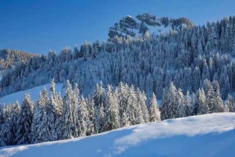 View of Sattelegg with Chli Aubrig in the background, Canton of Schwyz, Switzerland