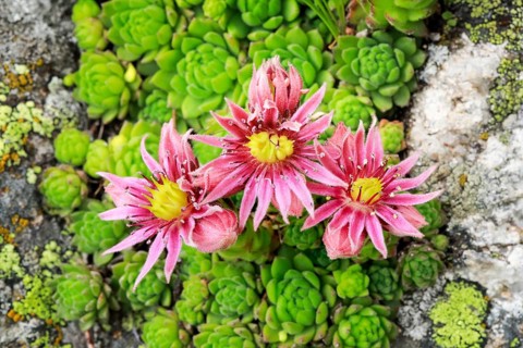 Blooming mountain houseleek