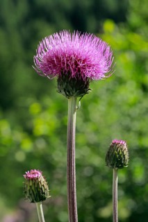 Blooming alpine thistle in mountain summer, Alps