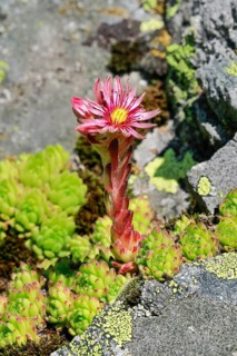 Blooming mountain houseleek
