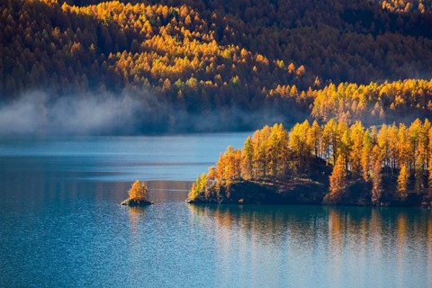 Larch forest around Lake Sils, Upper Engadin, Canton of GraubÃ¼nden, Switzerland