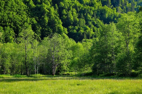 Birch and beech forest in Klöntal, Canton of Glarus, Switzerland