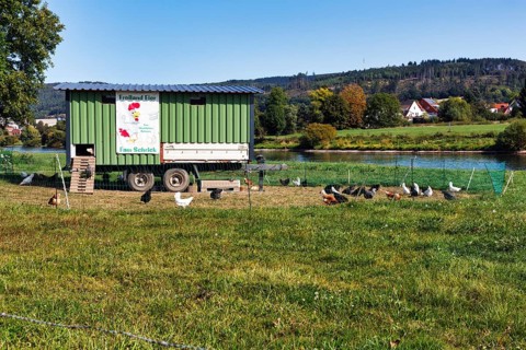 Mobile chicken coop, chicken mobile, free-range chickens, free-range eggs, Weserufer, Verhagen,