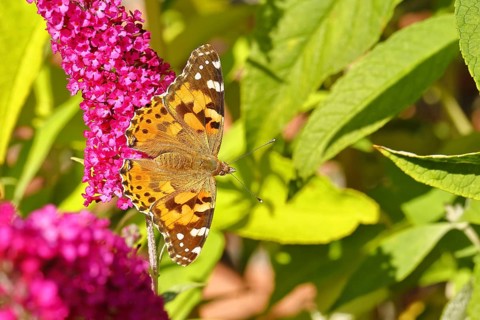 Thistle butterfly (Vanessa cardui) on a Buddleja davidii flower, Wilnsdorf, North Rhine-Westphalia,
