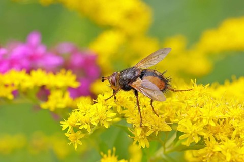 Hedgehog fly (Tachina fera), collecting nectar from a yellow flower of Solidago canadensis