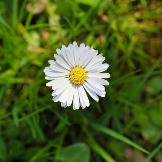Daisy (Bellis perennis), flower on a lawn in a garden, close-up, Wilnsdorf, North Rhine-Westphalia,