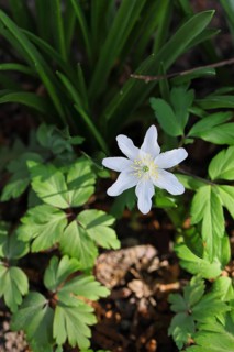 Close-up of an anemone (Anemone nemorosa, synonym: Anemonoides nemorosa) on the ground of a forest