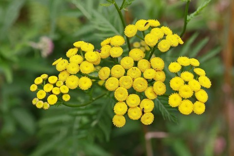 Tansy or worm fern (Tanecetum vulgare), inflorescence, medicinal plant, Wilnsdorf, North