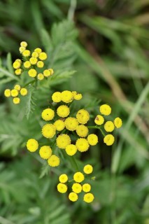 Tansy or worm fern (Tanecetum vulgare), inflorescence, medicinal plant, Wilnsdorf, North